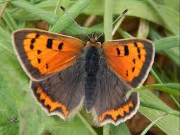 Small Copper Butterfly Lycaena phlaeas ...
