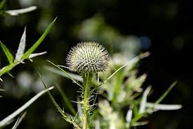 Browse our green spiky plant images, graphics, and designs from +79.322 free vectors graphics. Sticker Bush Thorn Bush Seed Head Ball Closeup Barbs Thorns Sharp Prickle Spike Pikist