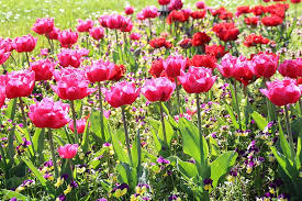 Pick the best spring picture from thousands of handpicked images. Flowers Tulip Spring Nature Color Pink Beautiful Pretty Plant Landscape Summer Pikist