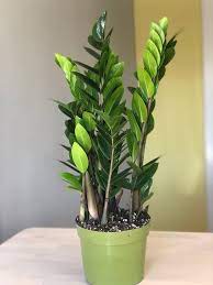 This pretty indoor house palm is a great inspiration if you're dreaming of tropical climates — or just trying. 6 Zz Plant Live House Plant Indoor Plant Air Etsy