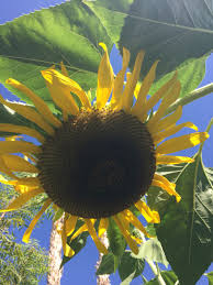 Maybe you would like to learn more about one of these? Spaceship Sunflower Flowers Chandler Arizona
