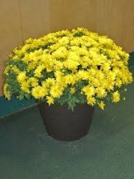 112 e broadway salem, nh 03079 abd. 10 Thanksgiving Flowers Ideas Thanksgiving Flowers Fresh Flowers Arrangements Flowers