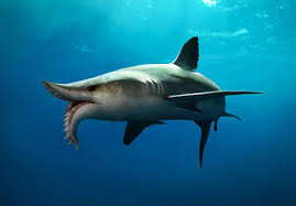 The crest may have played a role in mating. Prehistoric Sharks Album On Imgur