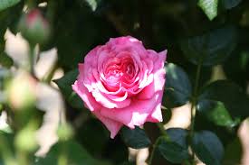 Download now roses bunga mawar pink. Rosa Aloha 1949 Fraser Valley Rose Farm
