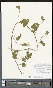 Image result for Ipomoea blepharophylla