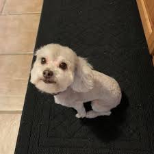 Shop chewy's sizzling summer savings for up to 40% off beds, litter, leashes & more. Best In Show Pet Grooming 13 Photos 23 Reviews Pet Groomers 8454 Fredericksburg Rd San Antonio Tx Phone Number