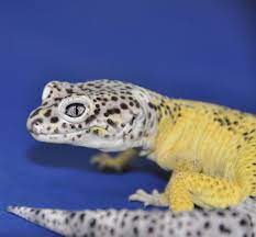 The leopard gecko refers to three of five species of the genus eublepharis, native to the middle east and asia. Eurekalert Science News Releases
