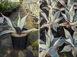 Image result for Ficus pygmaea