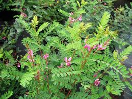 Image result for Indigofera ormocarpoides