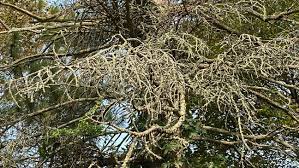 Fungal Diseases Becoming More Common Among Blue Spruce Trees Across West Michigan Wwmt