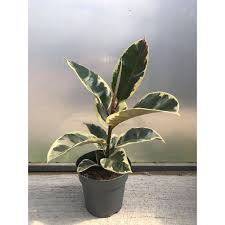 Rubber plant, rubber fig description: Rubber Plant Ficus Elastica Belize Pugh S Garden Centres