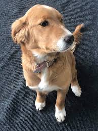 Thinking of Adopting a Pup? 3 Tips (and More) From Our Rescue Group of the  Month