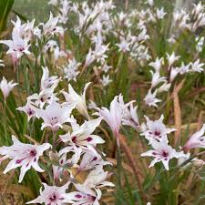 Image result for Selago coerulea