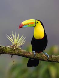 The san diego zoo is 100 acres in size. Hotel Near San Diego Zoo Things To Do Resort Activities
