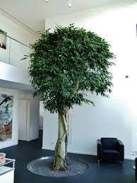 Kostenlose lieferung für viele artikel! Kleiner Baum Pflanze In Wohnraum Wohnung Online Kaufen