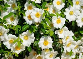 Hd Wallpaper White And Yellow Flowers Cherokee Rose Color Nature Gardenia Wallpaper Flare