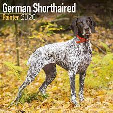 You can choose a size from 1 to 15 (which is very large). Avonside Publishing Ltd German Shorthaired Pointer Calendar Amazon De Avonside Publishing Ltd Bucher