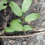 Image result for Coula edulis