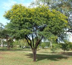 Image result for Acacia karroo