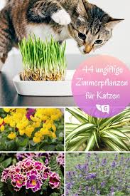 Ungiftige Zimmerpflanzen Fur Katzen 44 Pflanzen Fur Ihre Lieblinge Gartendialog De Ungiftige Zimmerpflanzen Ungiftige Zimmerpflanzen Fur Katzen Zimmerpflanzen
