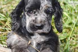 Find cocker spaniel puppies and breeders in your area and helpful cocker spaniel information. Akc Female Merle Cocker Spaniel Puppy For Sale Cocker Spaniel Puppies Spaniel Puppies For Sale Spaniel Puppies