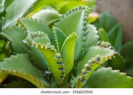 Image result for Bryophyllum
