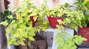 Ipomoea, known as sweet potato vine, can be grown as a ground cover but a favorite use is as a spiller in combination with other flowers depending on the variety, leaves come in bright green, dark purple or variegated colors Best Plant Ornamental Sweet Potato Vine Care Of Sweet Potato Vine Fun Gardening Youtube