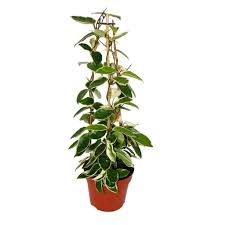 Bot богородична трева (източноазиатско растение); Hoya Carnosa Porzellanblume Wachsblume Kaufland De