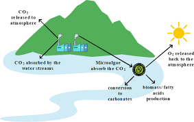 1 lorong 3/137c, off jalan kelang lama, 58000 kuala lumpur, malaysia. Microalgae For Biofuels Wastewater Treatment And Environmental Monitoring Springerlink