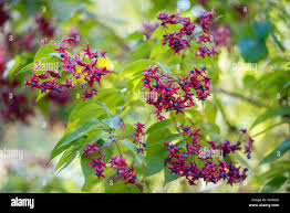 Image result for Clerodendrum rotundifolium