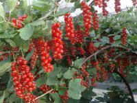 Producteur Et Transformateur Des Fruits Rouges Saint Julien Molhesabate Une Commune De Haute Loire