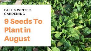 You can successfully grow some root crops, greens and other vegetables from late june, july or august plantings. 9 Crops You Can Plant In August For Fall And Winter Harvest Our Stoney Acres