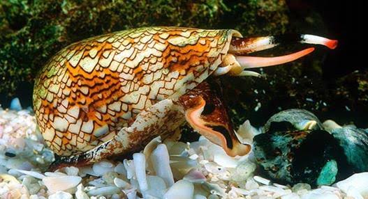 Cone Snails - BNSS