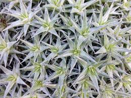 Image result for dipladenie amonea