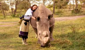 Jan 14, 2021 · the window to keep the northern white rhino from going functionally extinct to fully extinct is closing fast. Last Male Northern White Rhino Dies Wildaid