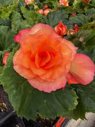 Image result for Begonia horticola