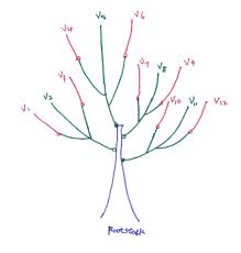 Check spelling or type a new query. Best Multi Graft Plum Tree Structure General Fruit Growing Growing Fruit