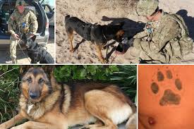 While the german shepherd is highly intelligent and trains fairly easily, they are no picnic for novice owners. Troops Betrayed As Army Dumps Hundreds Of Heroic War Dogs