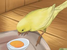 How To Care For Your Canary 13 Steps With Pictures Canary Birds Bird Care Canary