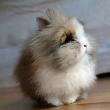 Answers is a new way to find and share information. Pictures Of Lionhead Rabbit Popsugar Pets