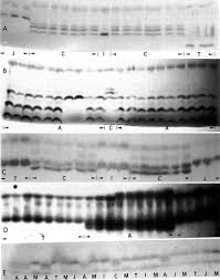 Image result for Eleusine kigeziensis