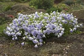Campanula Cochlearifolia Elizabeth Oliver Double Bellflowers Cottage Garden Plants Plants Cool Plants