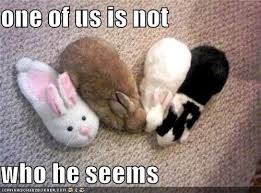Please post your pictures of rabbits who are being cute or funny here! 16 Funny Easter Rabbit Memes Factory Memes