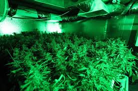 We did not find results for: Supplemental Lighting Or Side Lighting For Indoor Cannabis Grow