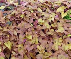 Image result for Ipomoea venosa