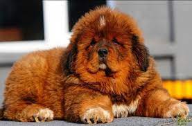 Dogs That Will Make You Smile Tibetan Mastiff Dog Tibetan Mastiff Puppy Mastiff Puppies