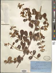 Image result for Combretum padoides