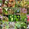 This month's full moon got its name from the flowers which bloom in north. 1
