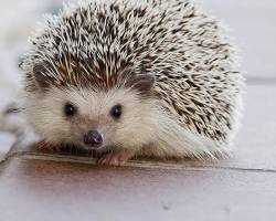 Gambar Hedgehog (Landak Mini)