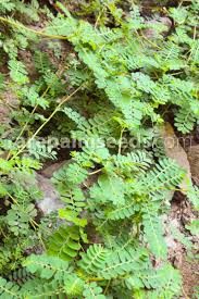 Image result for Phyllanthus